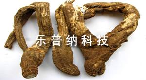 當歸
